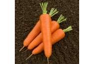 Олимпо F1 - морковь, 100 000 семян, Nickerson Zwaan  фото, цена